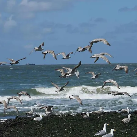 Pet-friendly Getaway, Cleaning Included Ferienhaus Callantsoog